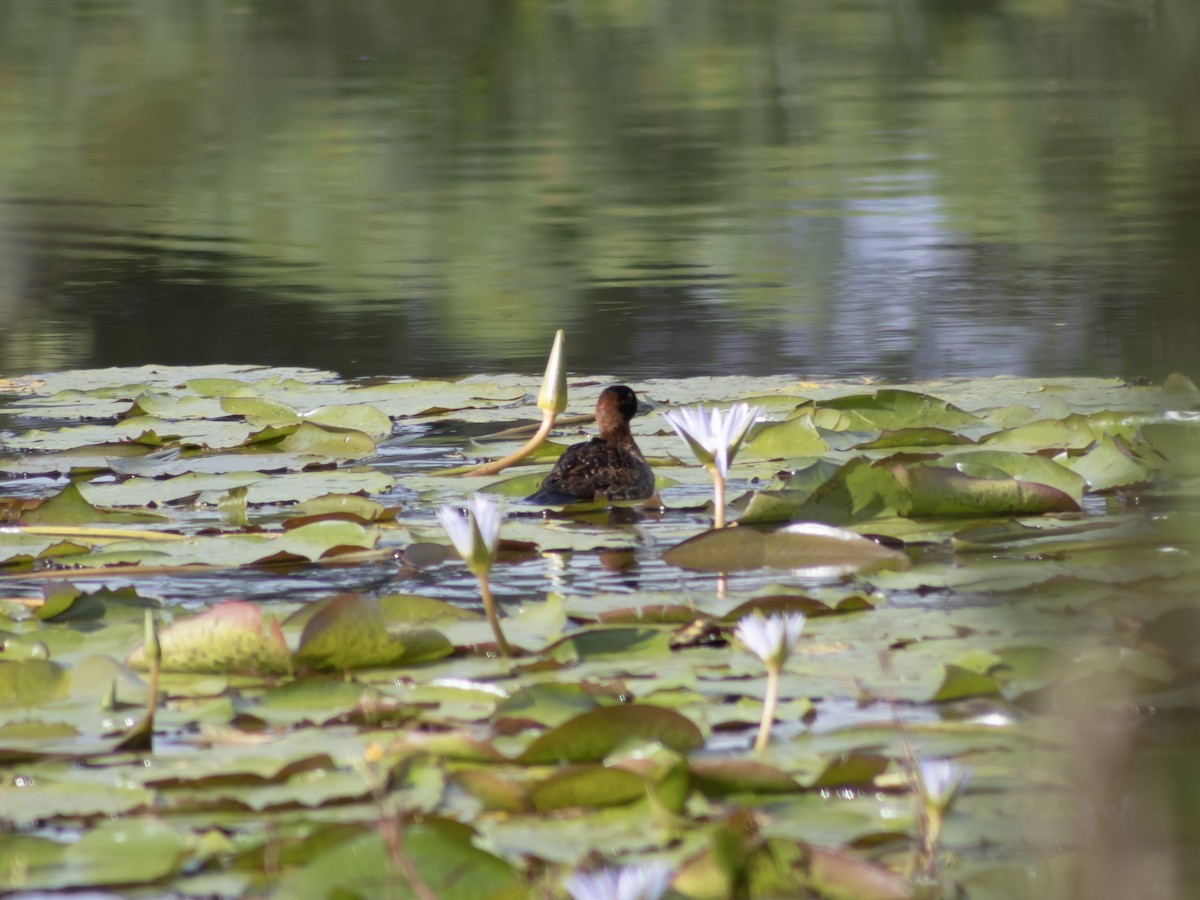 Masked Duck - ML646950109