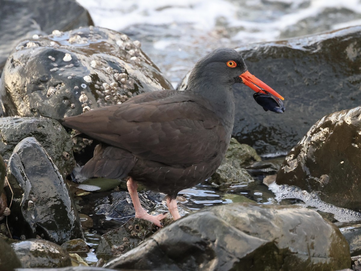 Black Oystercatcher - ML646950110