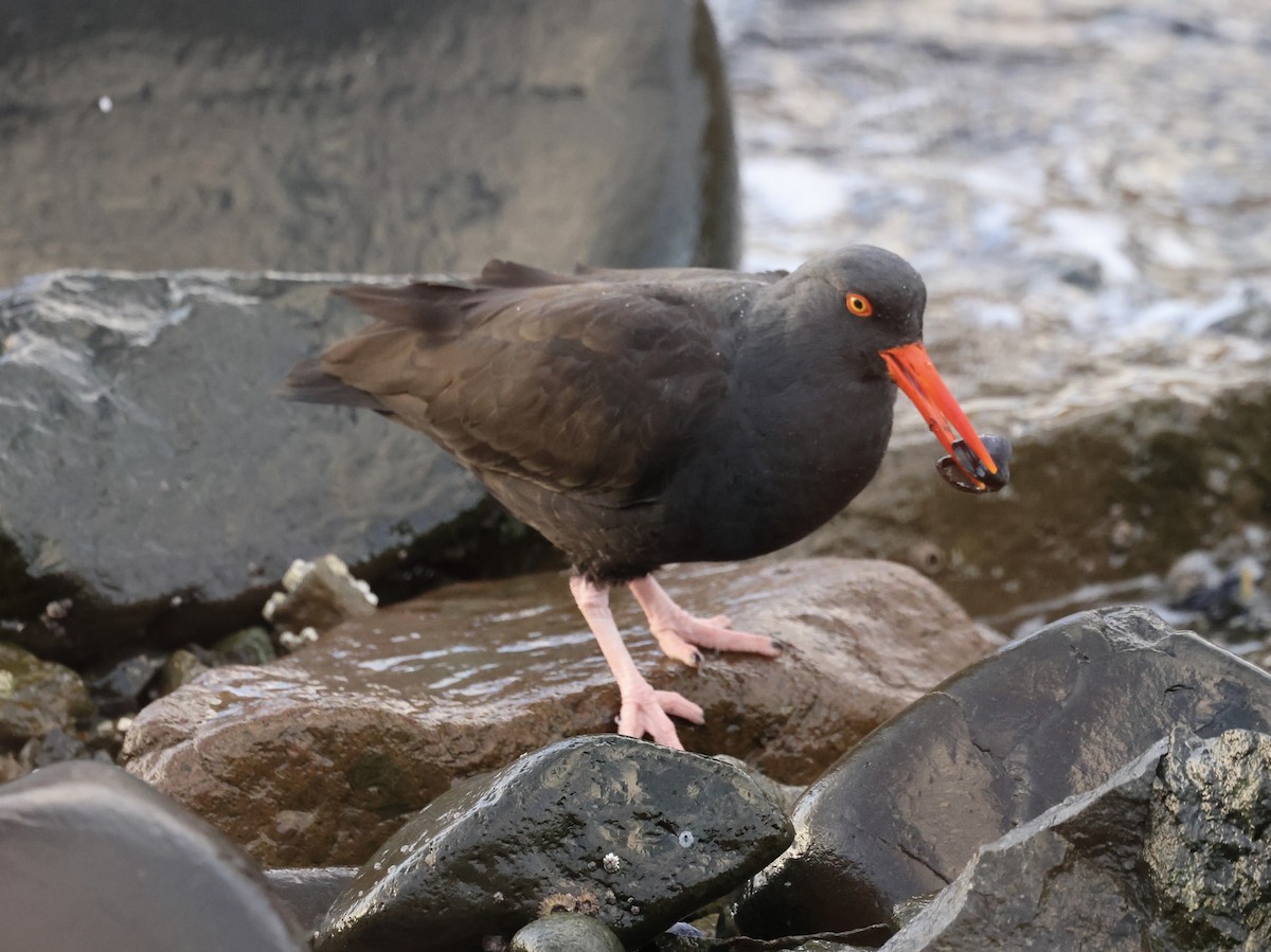 Black Oystercatcher - ML646950111