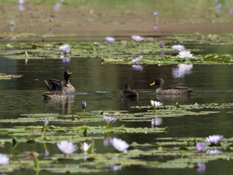 Sarı Gagalı Ördek - ML646950118