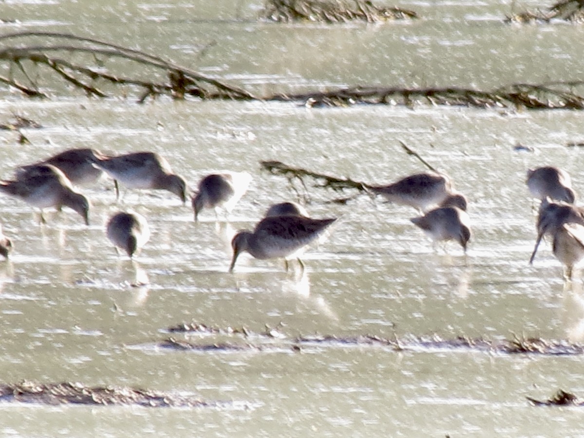 langnebbekkasinsnipe - ML646950119