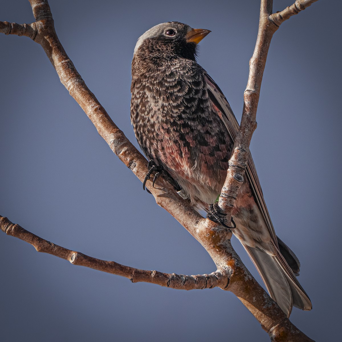 Pinzón Montano Negro - ML646950120