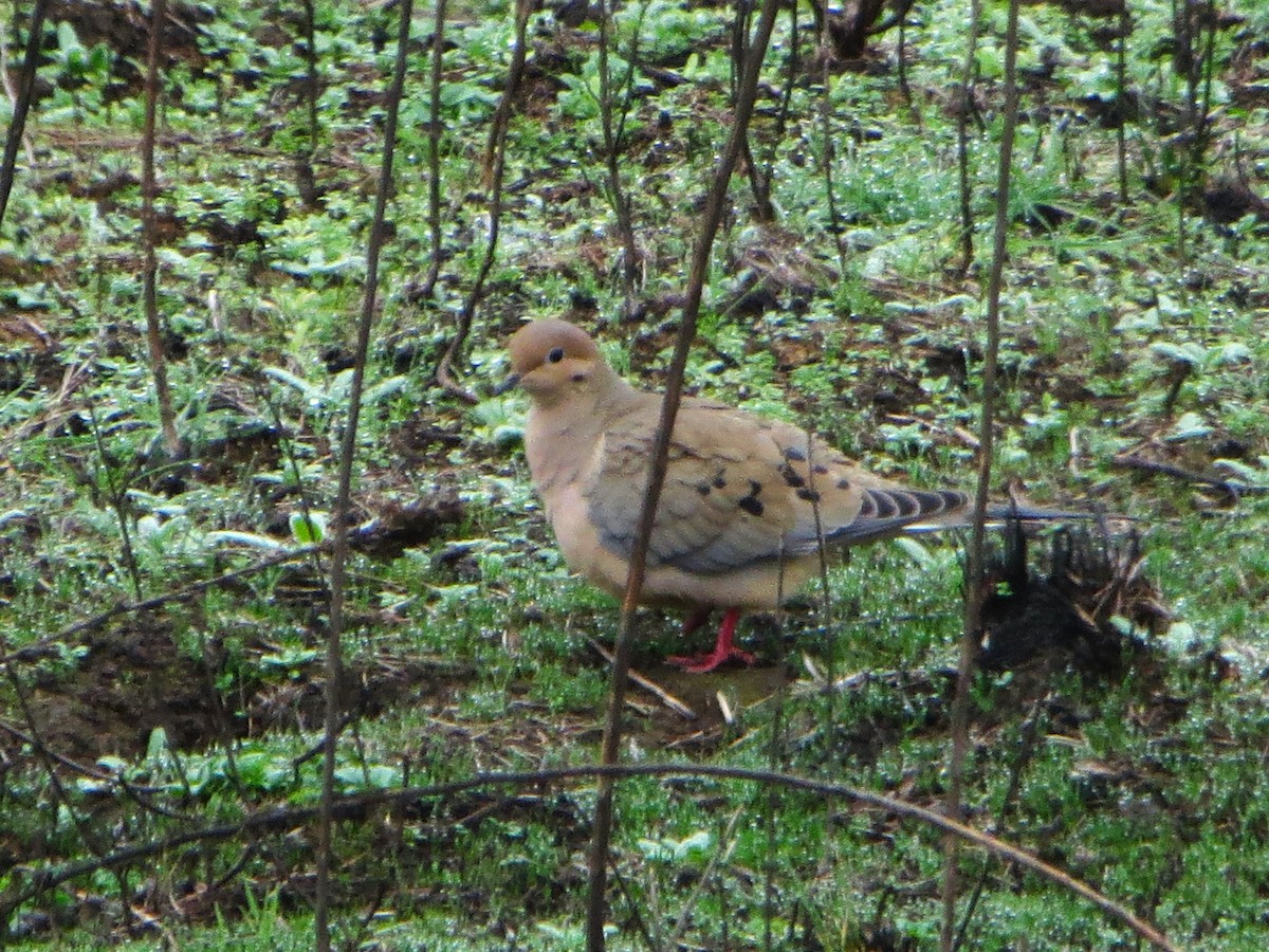 Zenaida Huilota - ML646950123