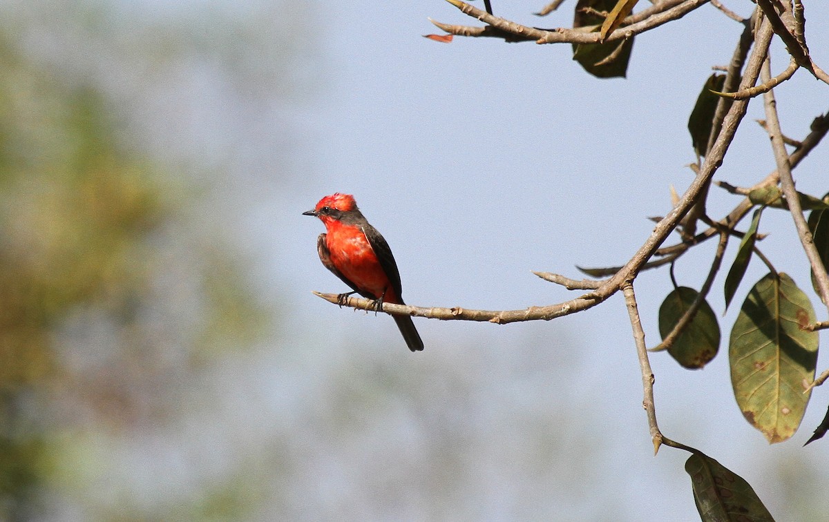 Vermilion Flycatcher - ML646950126