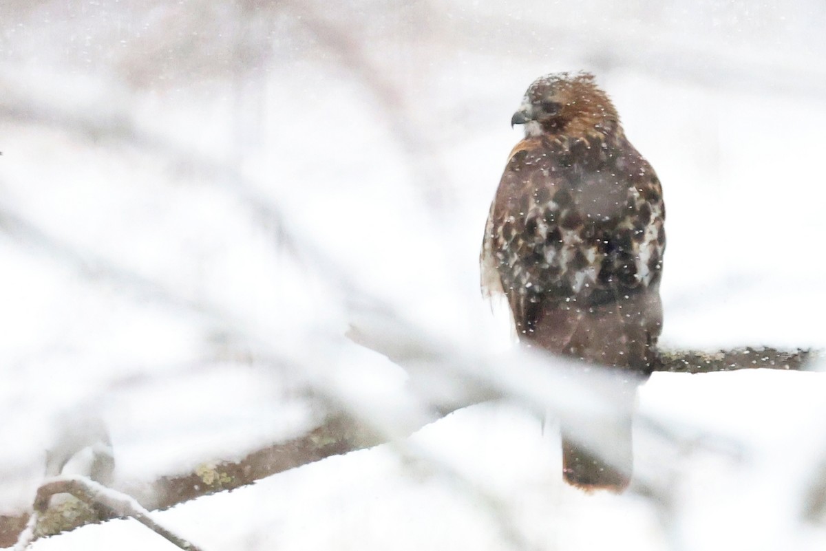 Kızıl Kuyruklu Şahin - ML646950129