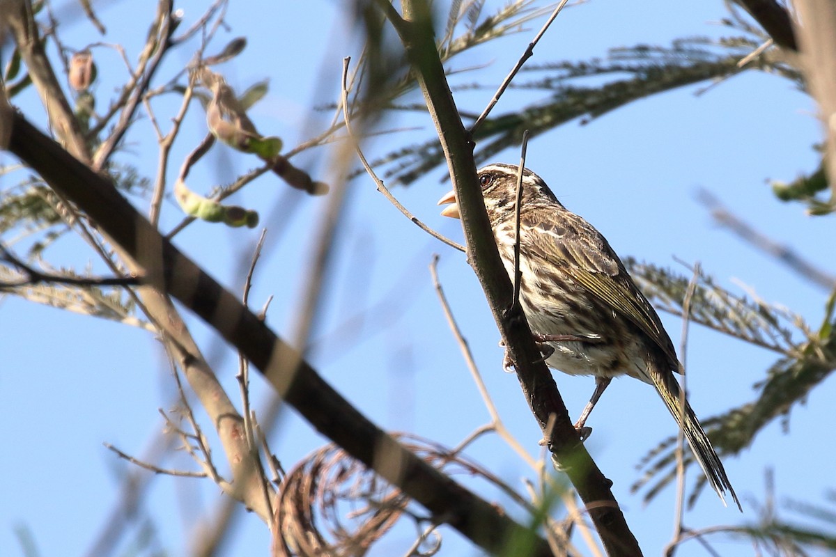 Streaky Seedeater - ML646950132