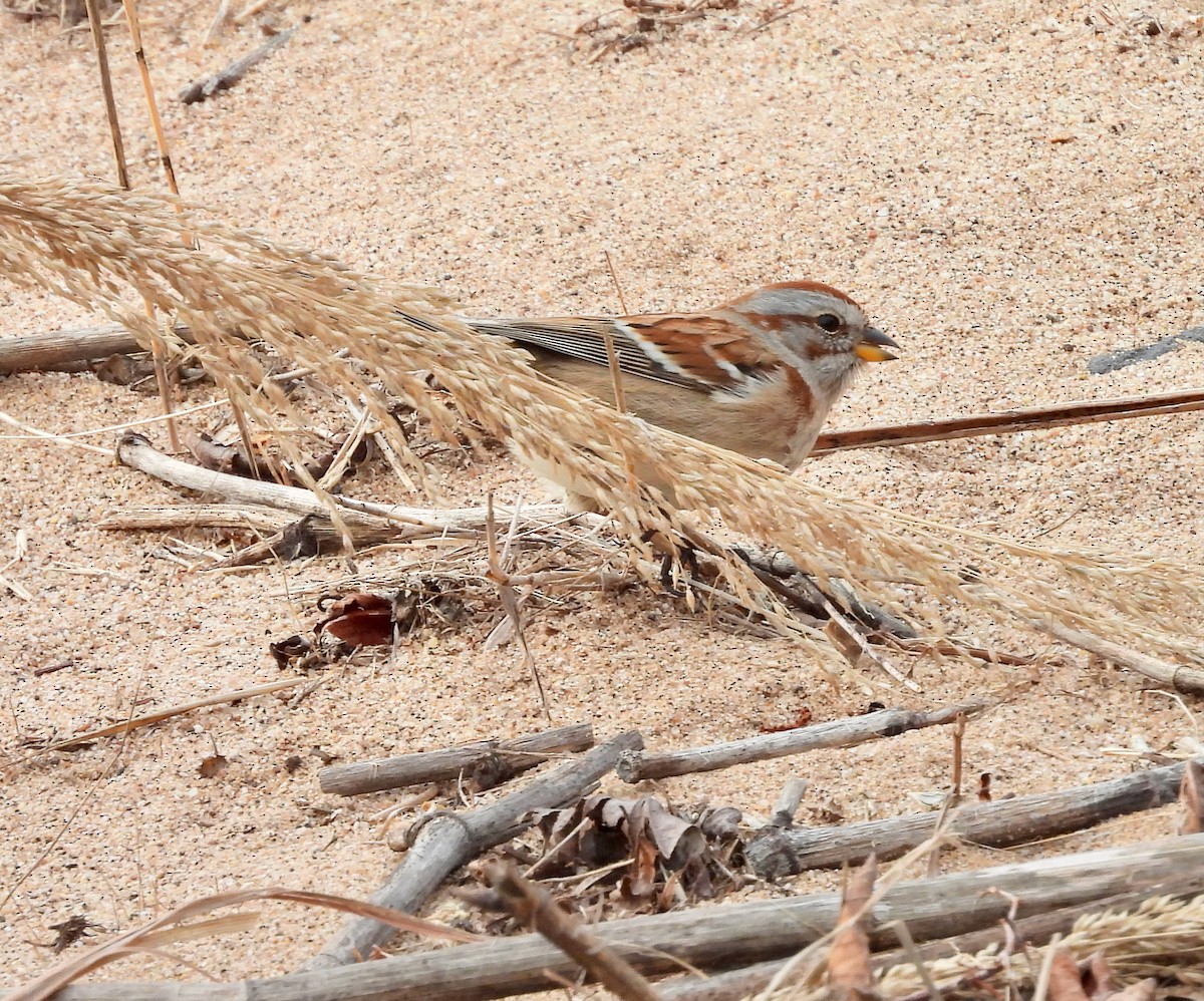Chingolo Arbóreo - ML646950140