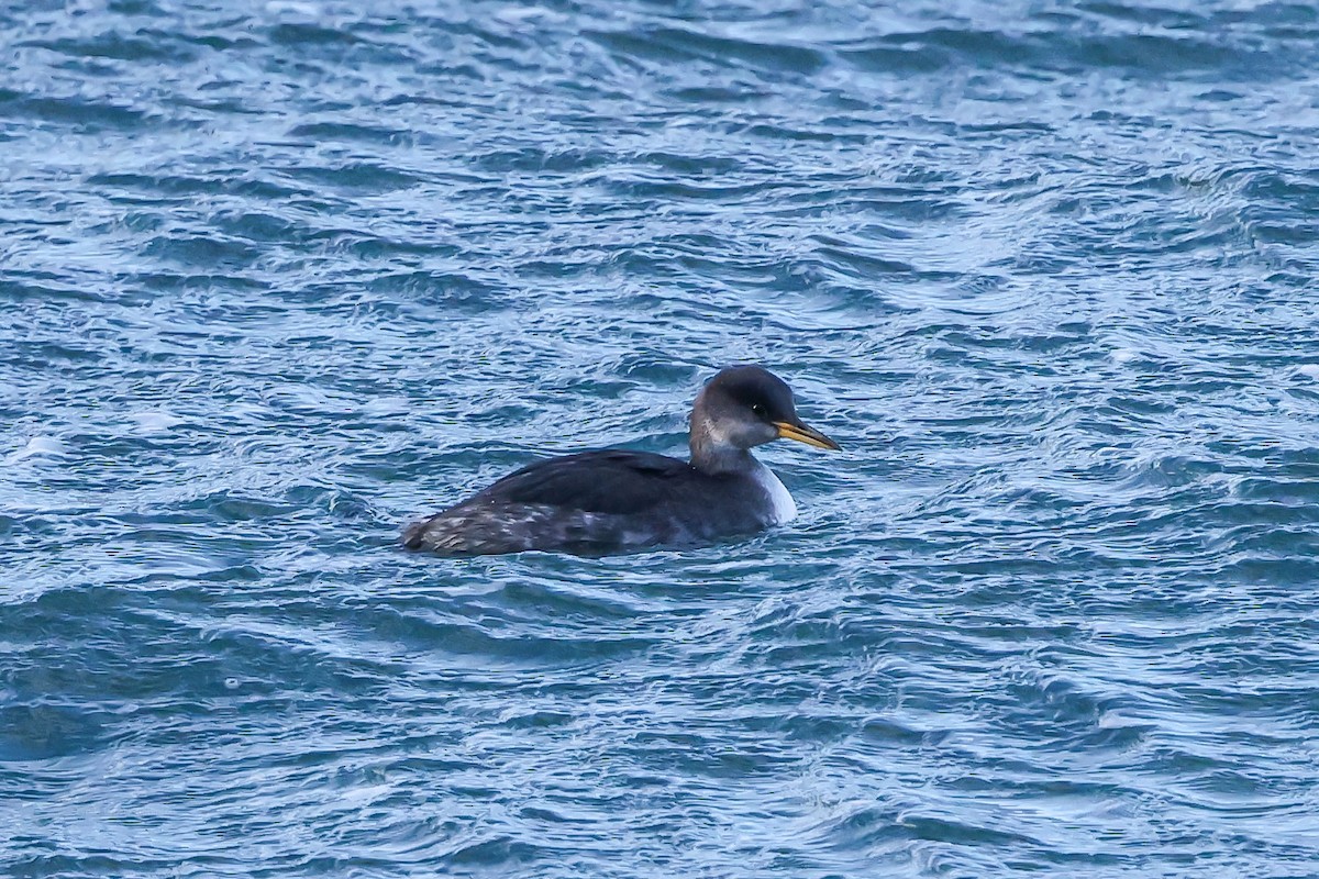 Red-necked Grebe - ML646950148