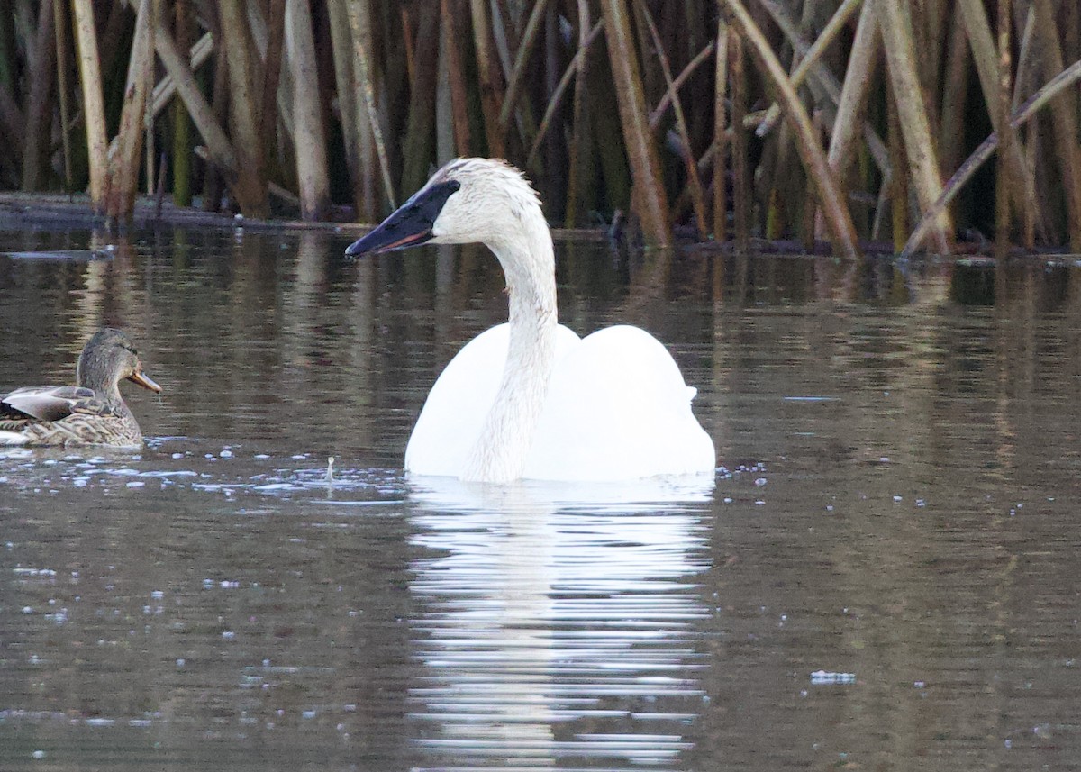 trompetsvane - ML646950149