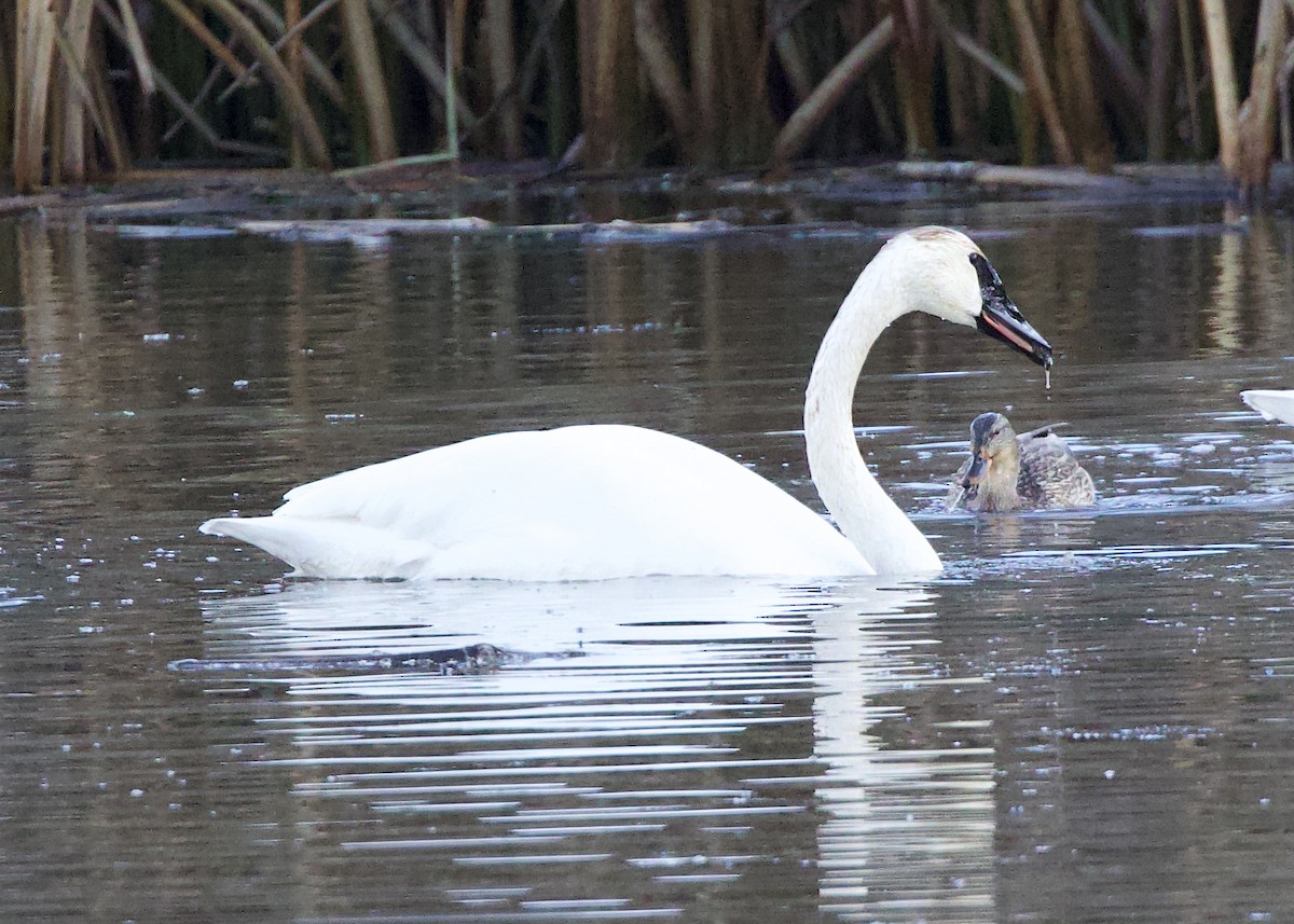 trompetsvane - ML646950150