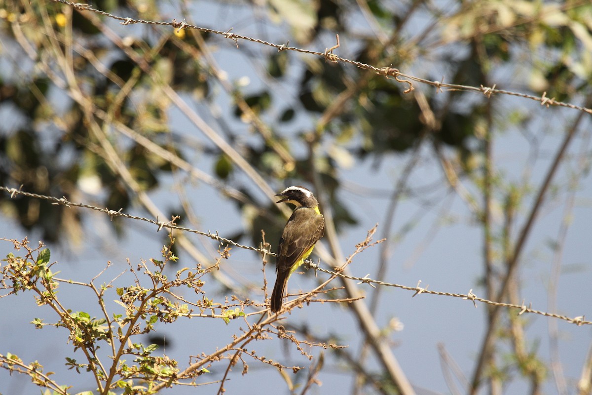 Rusty-margined Flycatcher - ML646950151