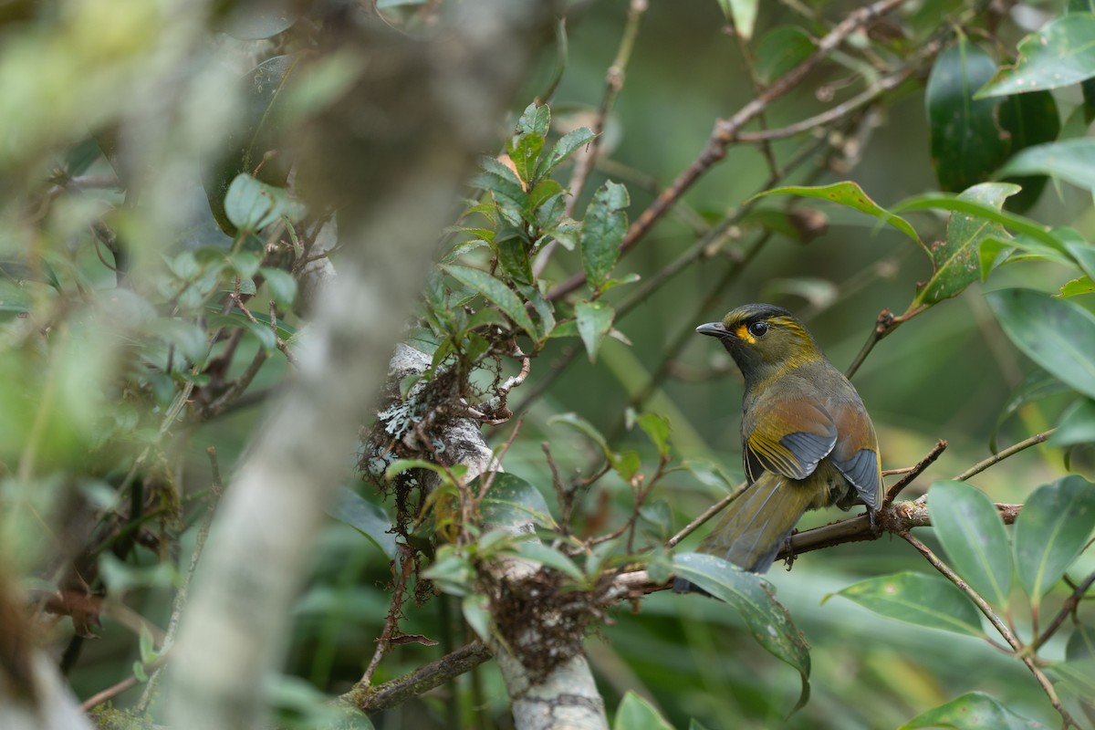 Мінла тайванська - ML646950152