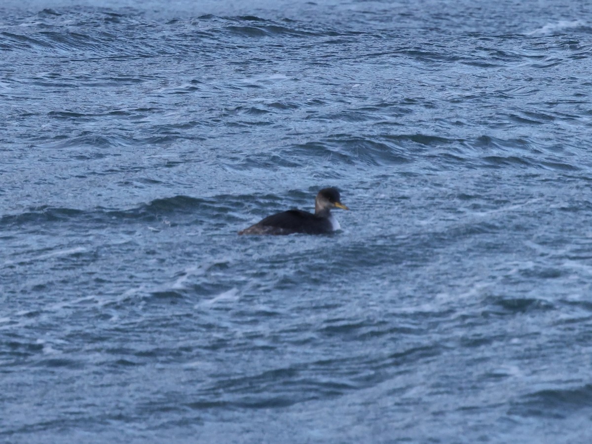 Red-necked Grebe - ML646950155