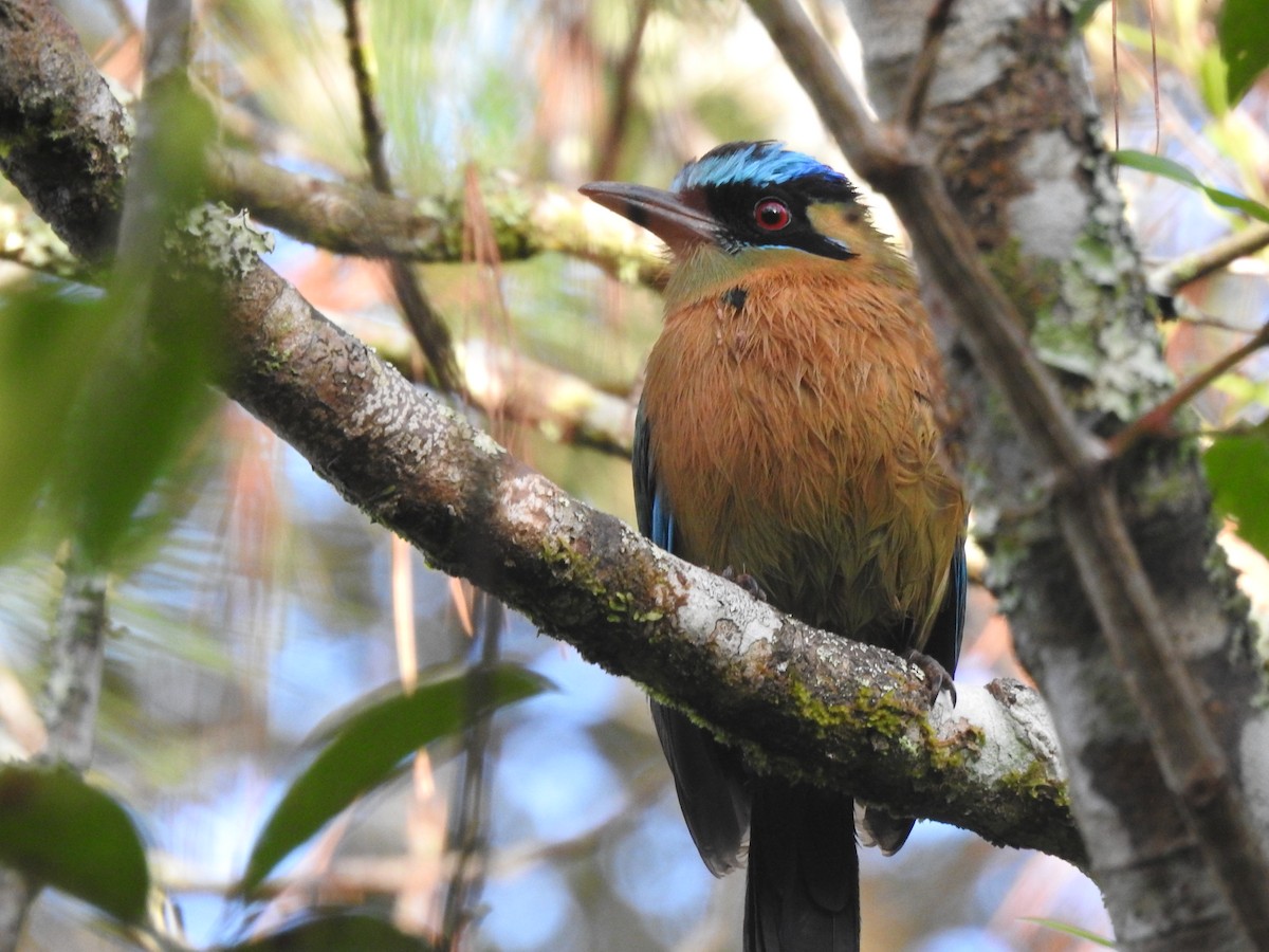 Diademmotmot - ML646950205