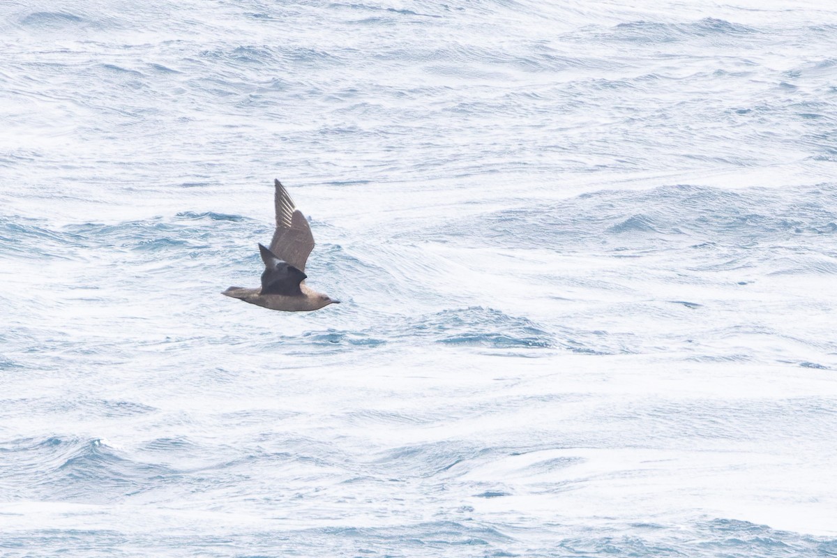 Marikaka polarra - ML646950210