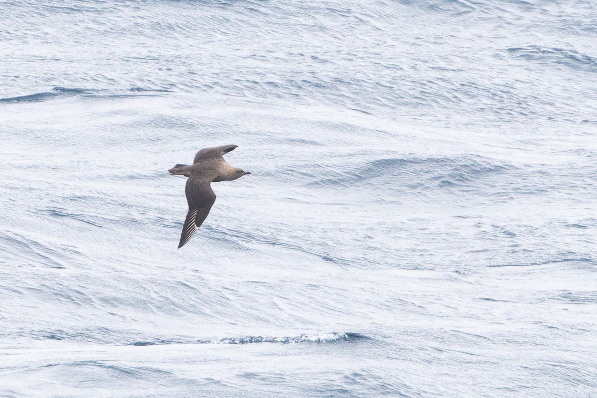 Marikaka polarra - ML646950211