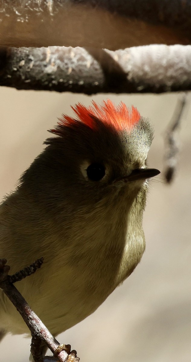 rubinfuglekonge - ML646950213