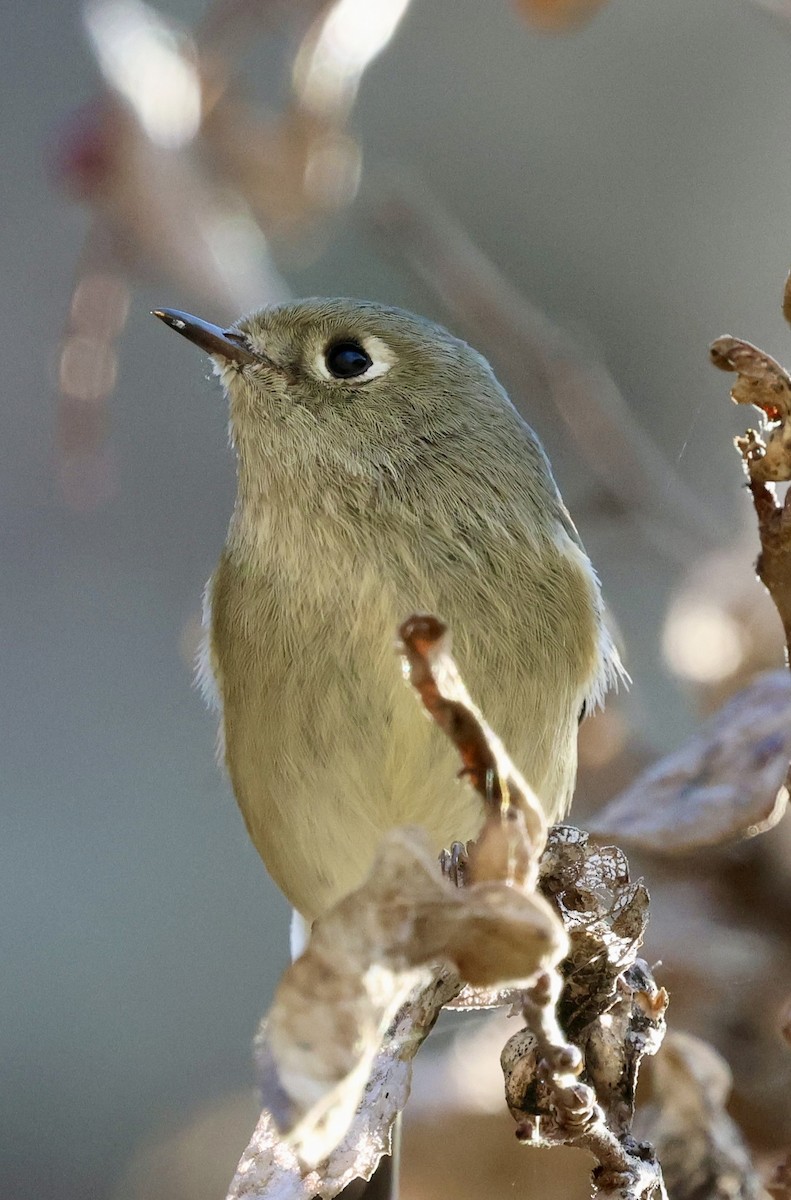 Rubingoldhähnchen - ML646950214