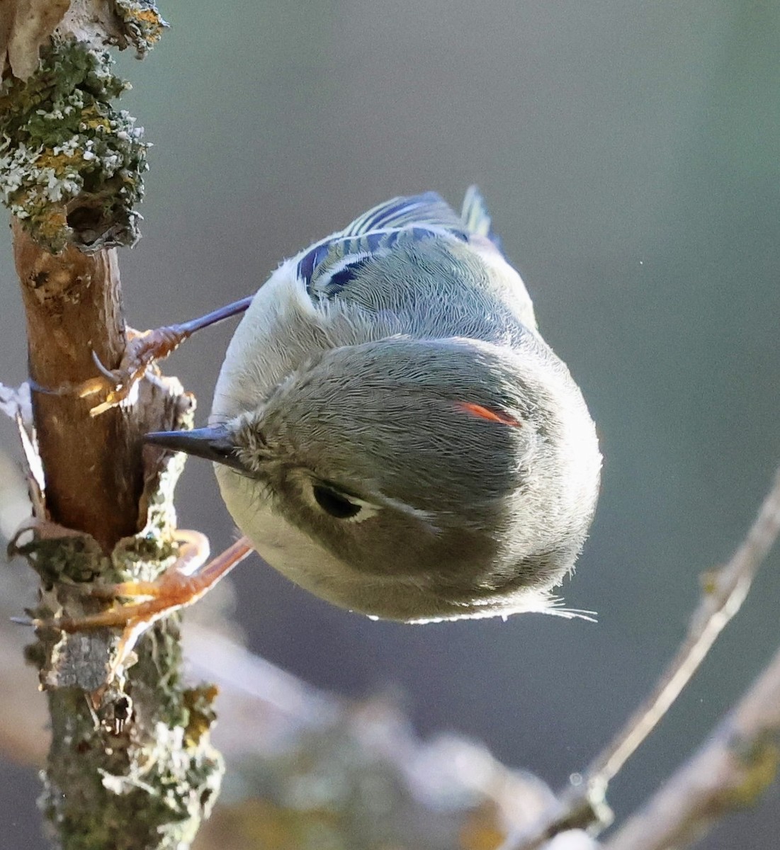 rubinfuglekonge - ML646950215