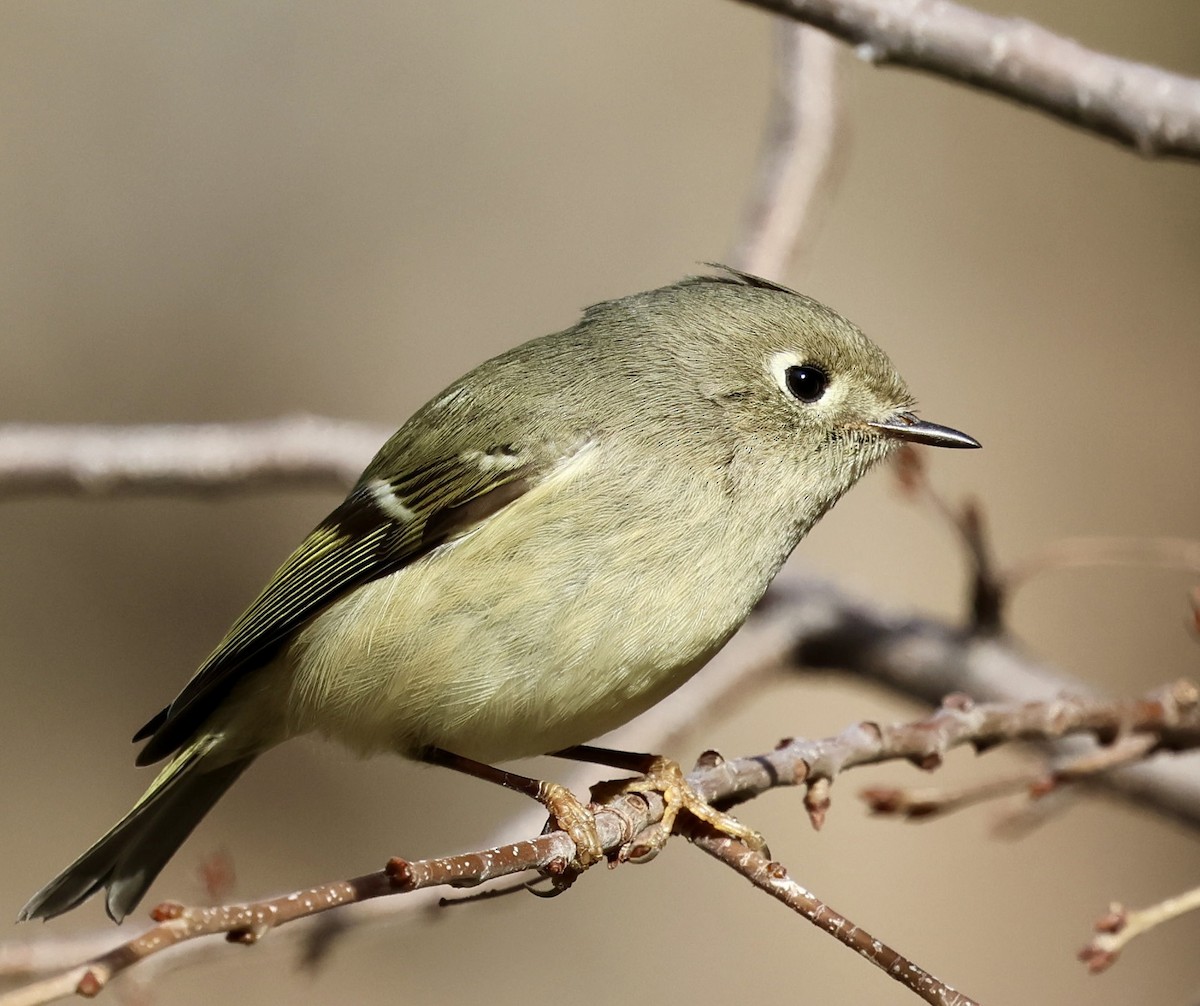 Rubingoldhähnchen - ML646950216