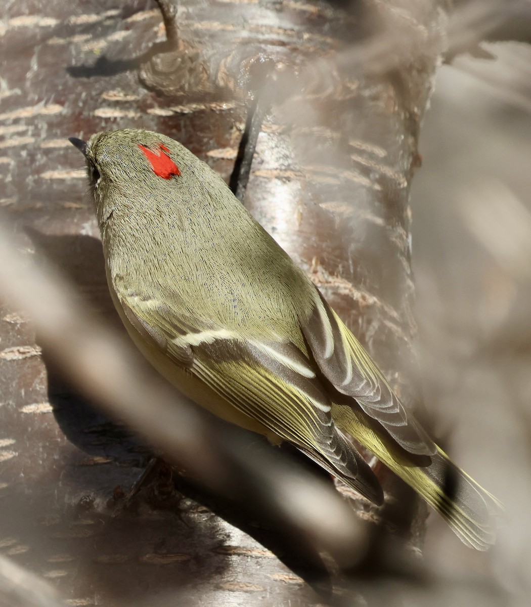 Rubingoldhähnchen - ML646950217