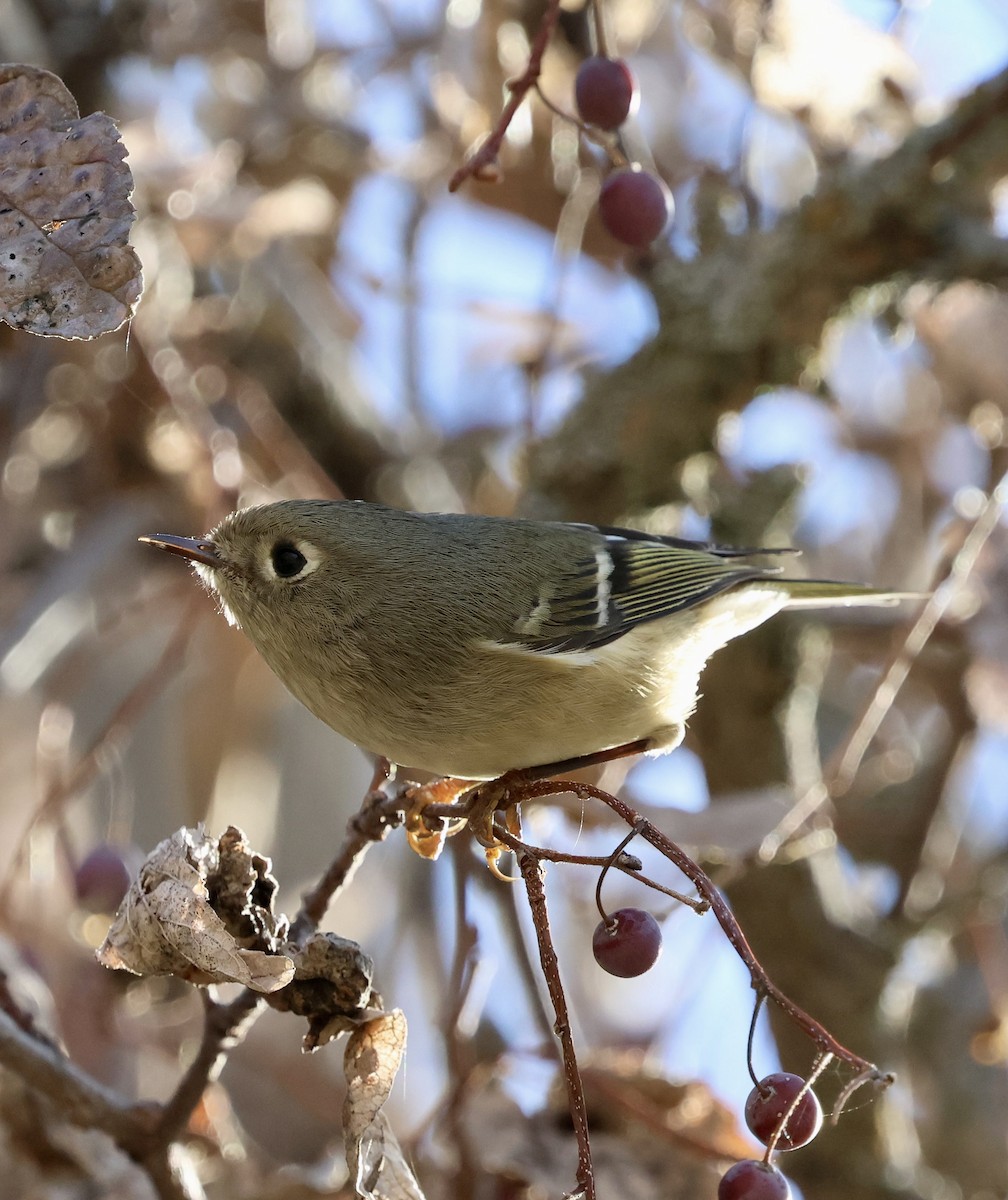 Rubingoldhähnchen - ML646950218