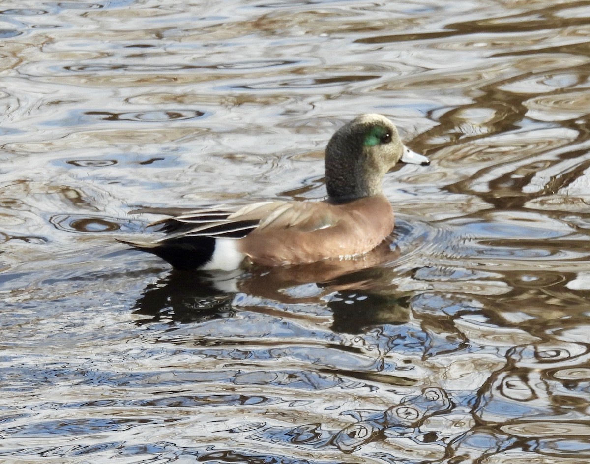 Amerika Fiyusu - ML646950220