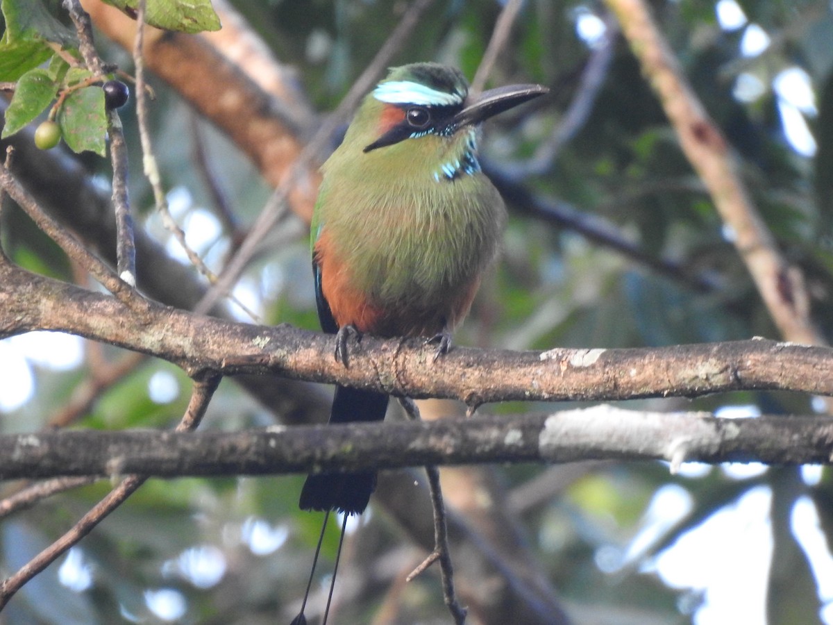 Brauenmotmot - ML646950222