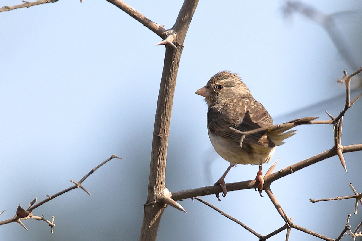 Weißbürzelgirlitz - ML646950226