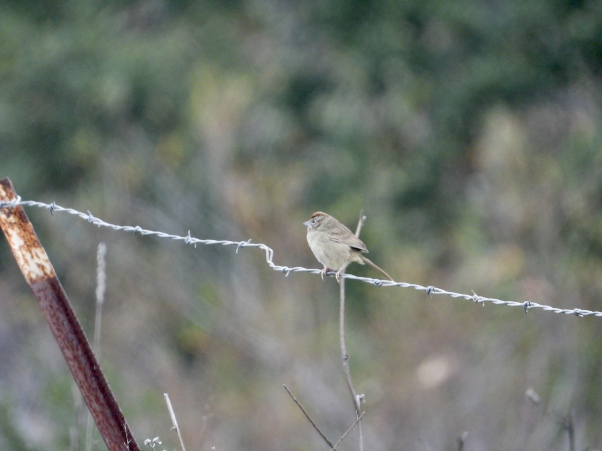 Rostscheitelammer - ML646950230