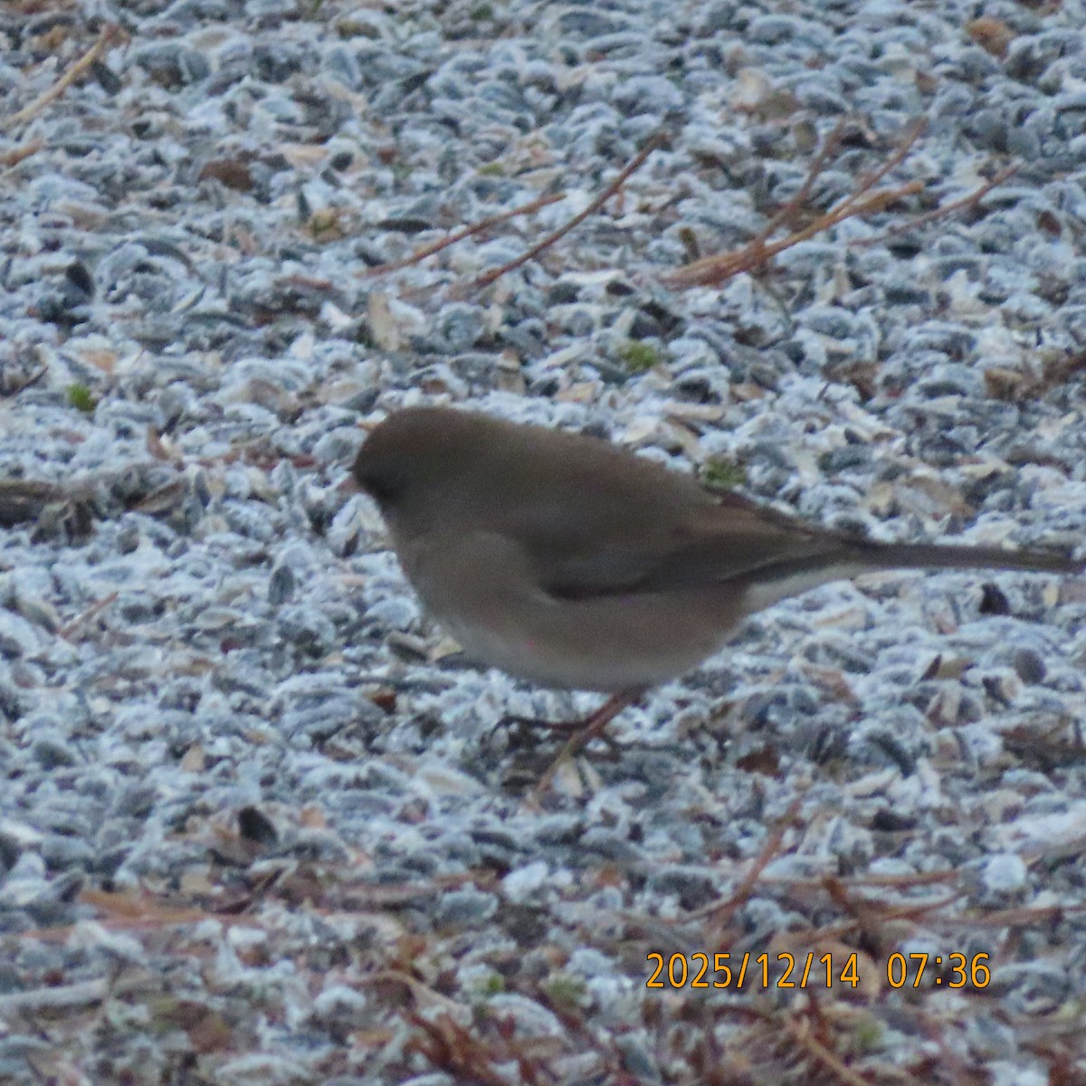 Winterammer (mearnsi) - ML646950232