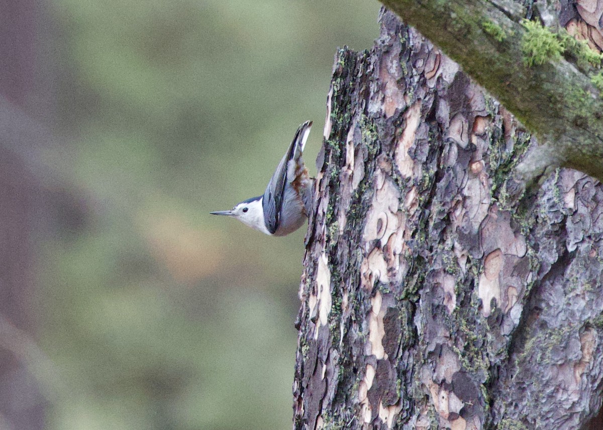 Weißbrustkleiber [lagunae-Gruppe] - ML646950233