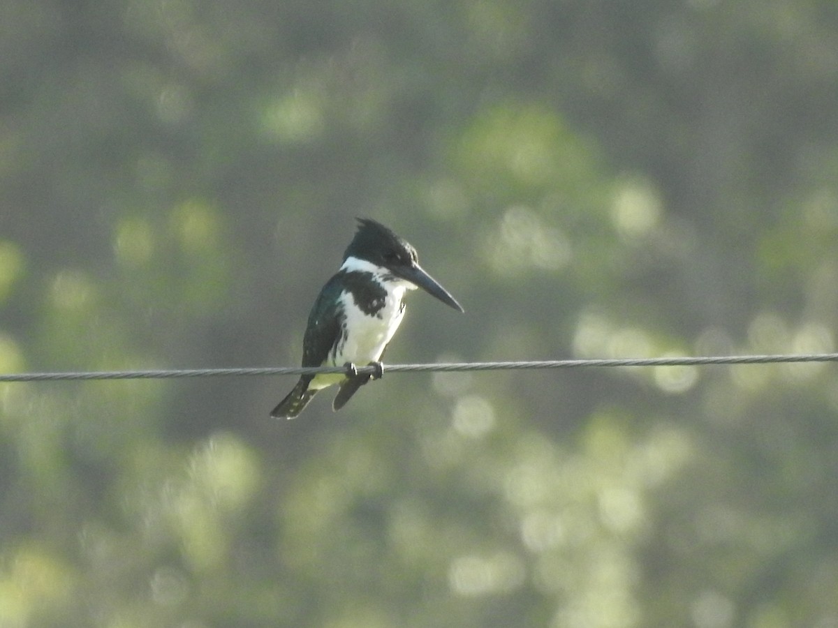 Amazon Kingfisher - ML646950234