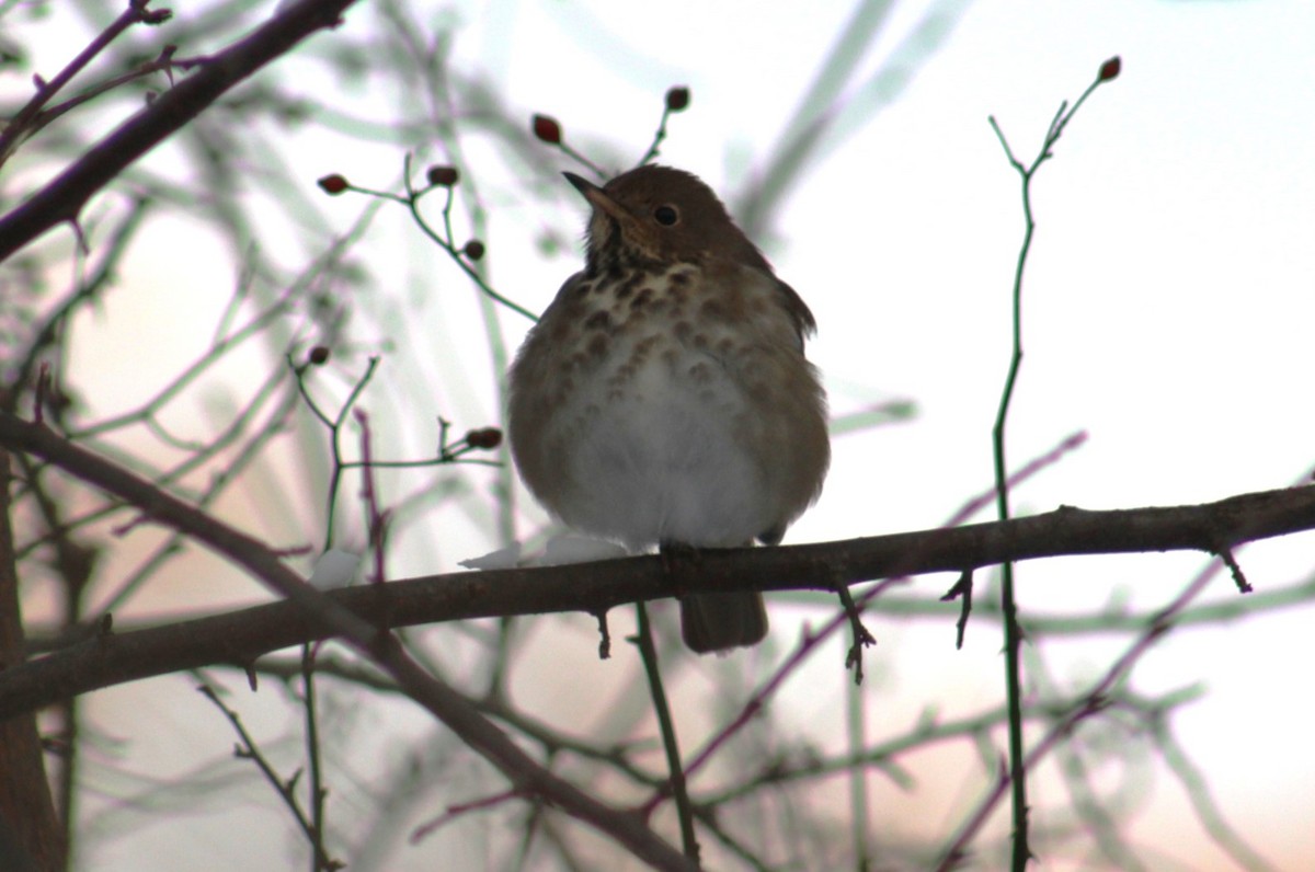 Einsiedler-Musendrossel - ML646950235