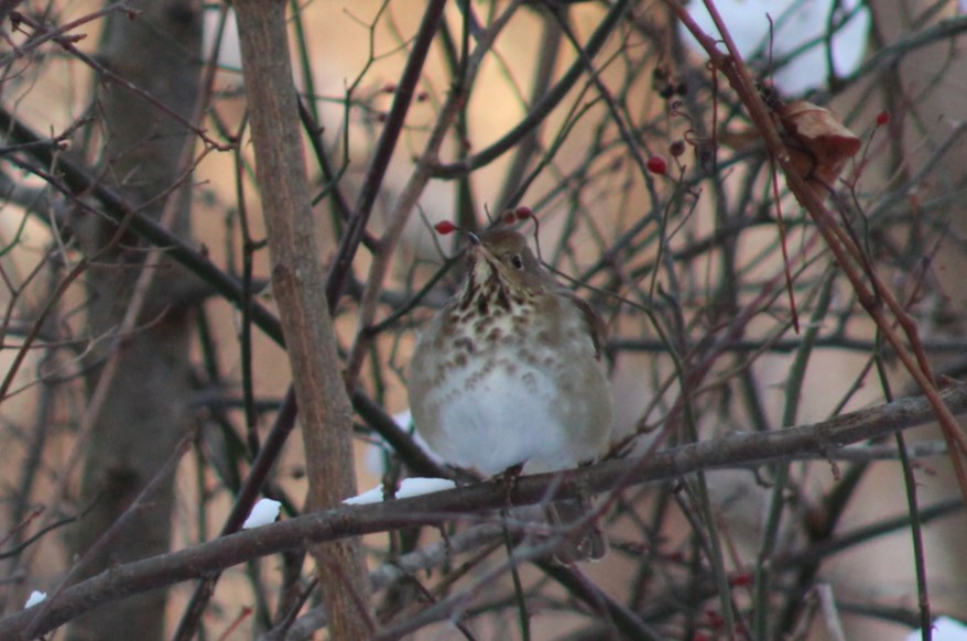 Einsiedler-Musendrossel - ML646950236