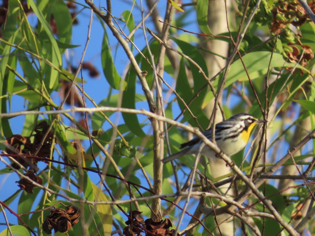 Goldkehl-Waldsänger - ML646950244