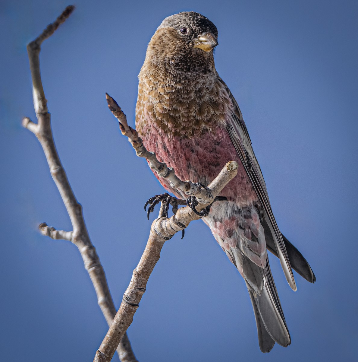 Pinzón Montano Coronipardo - ML646950245