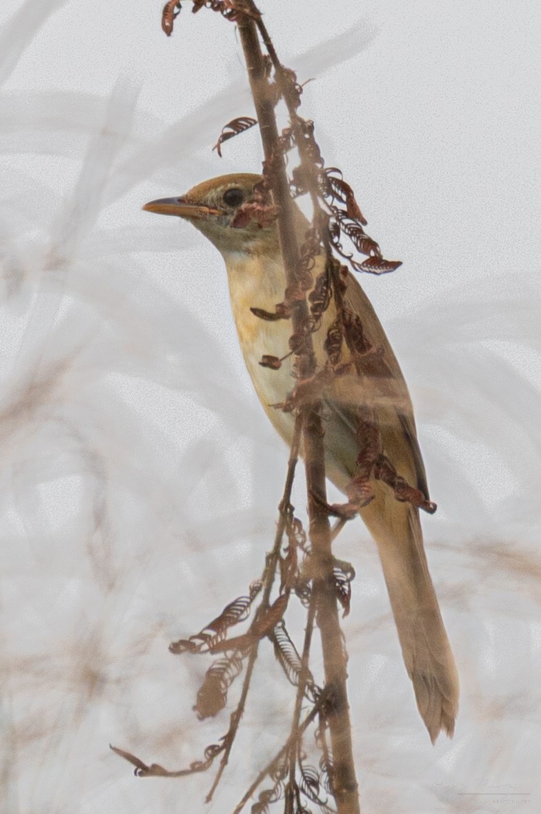 Thick-billed Warbler - ML646950246