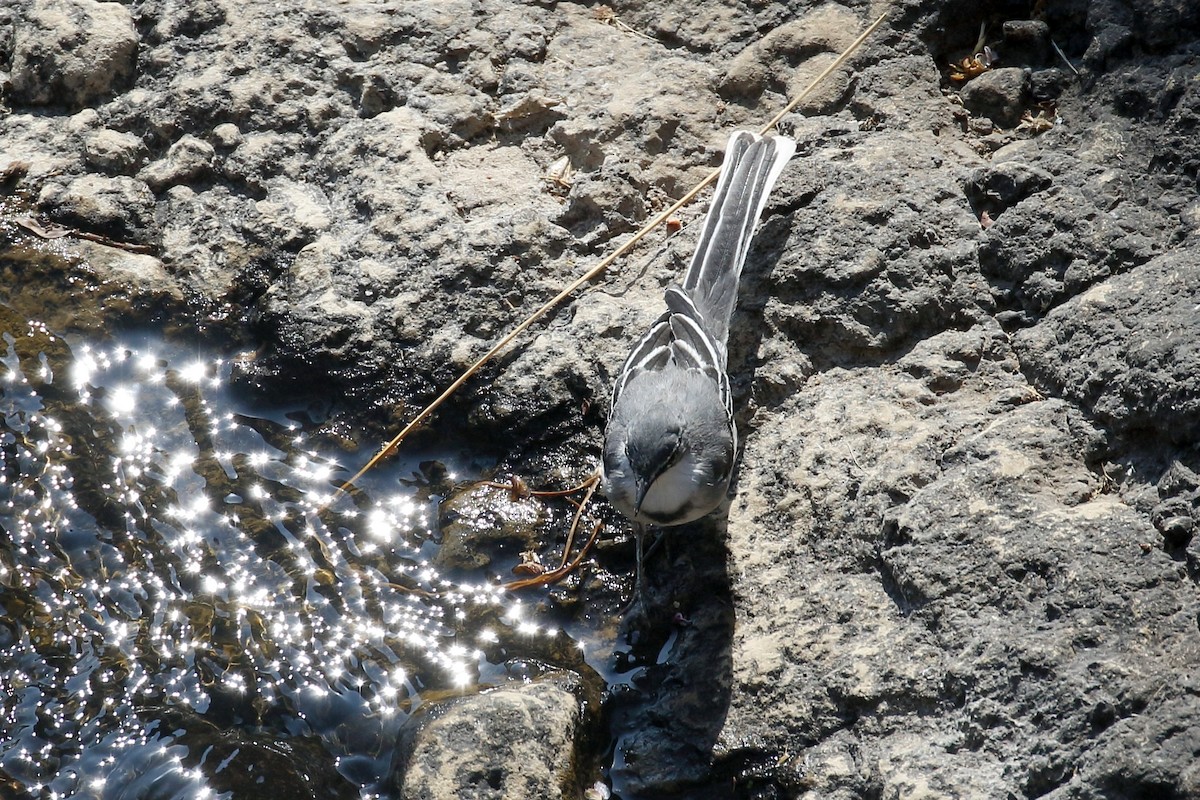 Langschwanzstelze - ML646950247