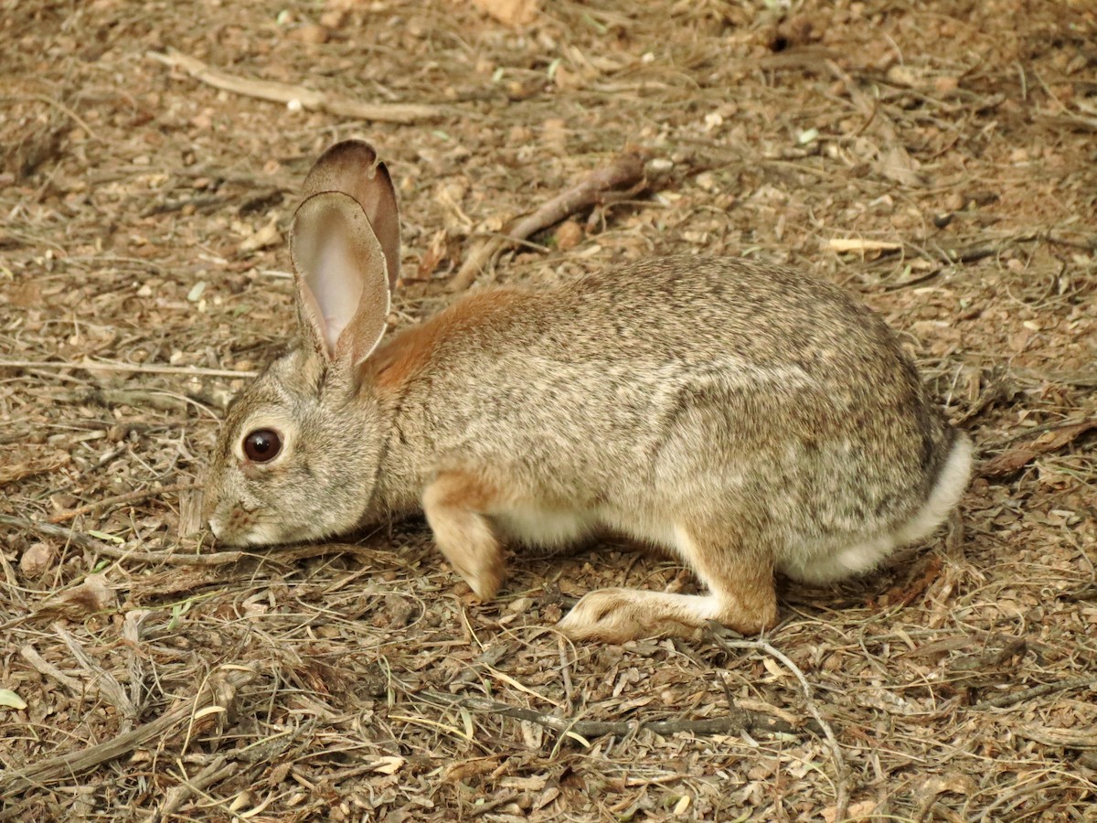 Desert Cottontail - ML646950248