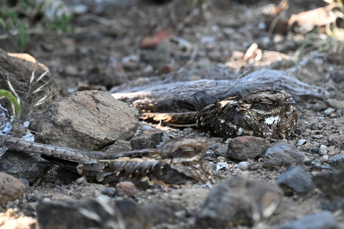 Kurzschleppen-Nachtschwalbe - ML646950250