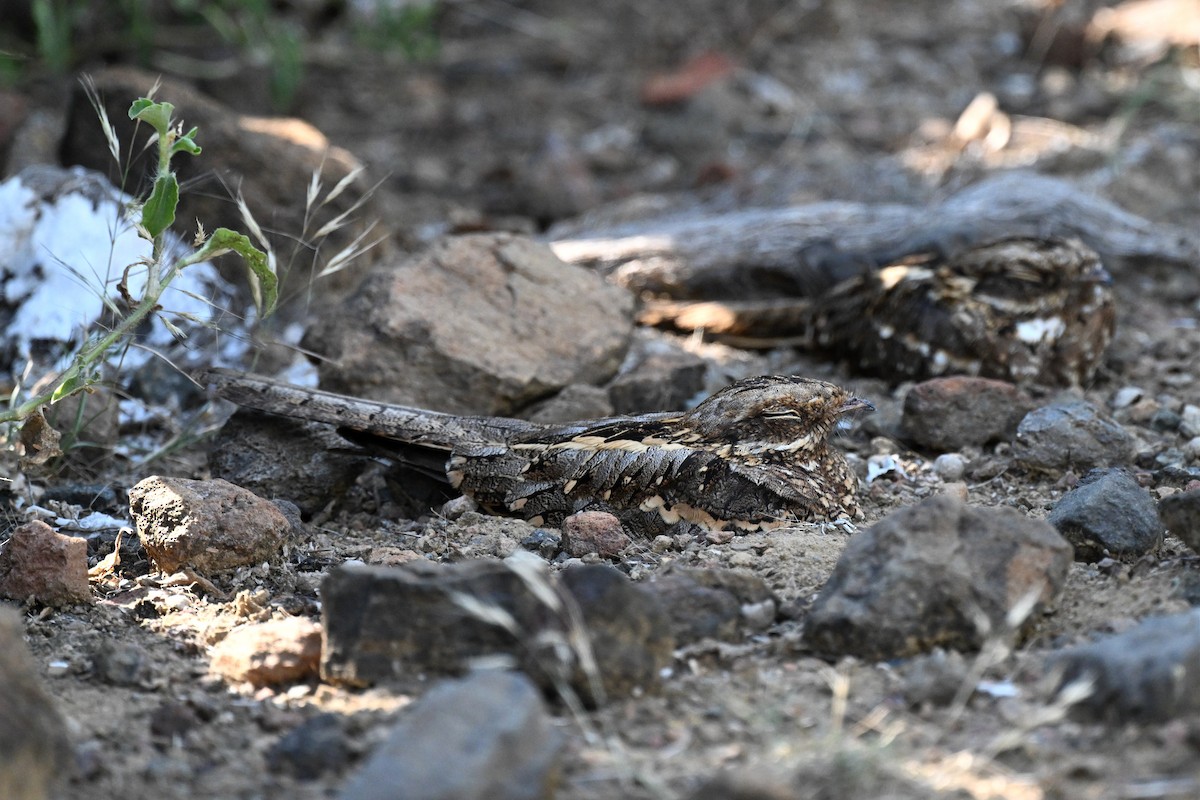 Kurzschleppen-Nachtschwalbe - ML646950251