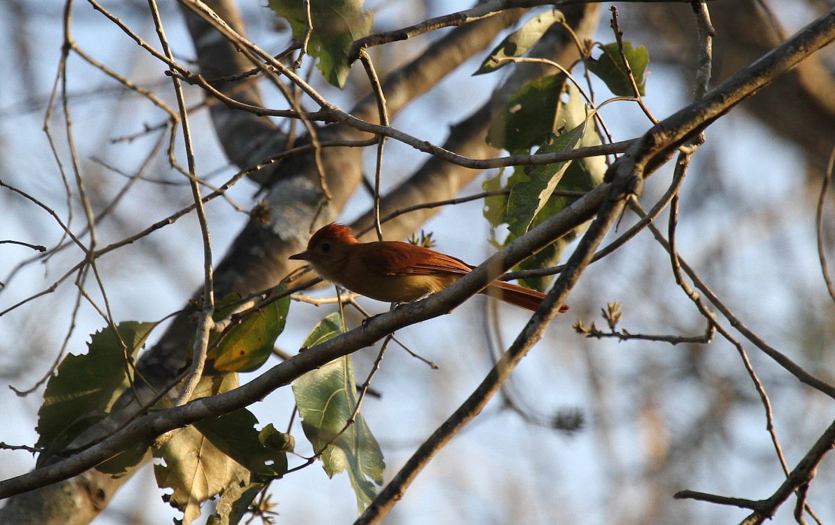 Zimtrücken-Röteltyrann - ML646950252