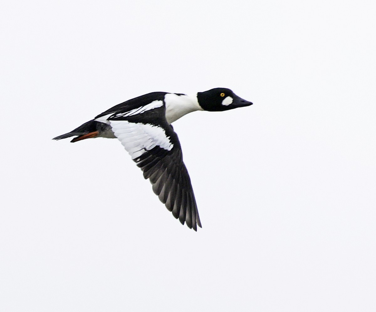 Common Goldeneye - ML646950253