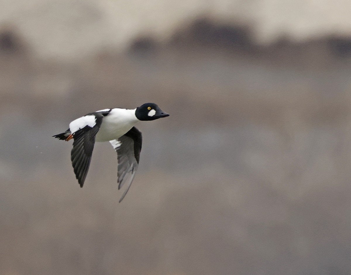 Common Goldeneye - ML646950254
