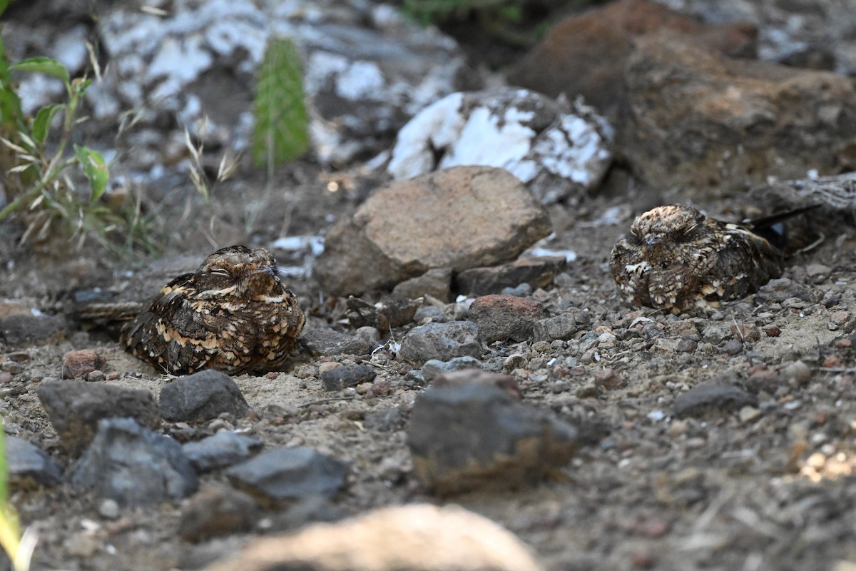 Kurzschleppen-Nachtschwalbe - ML646950255