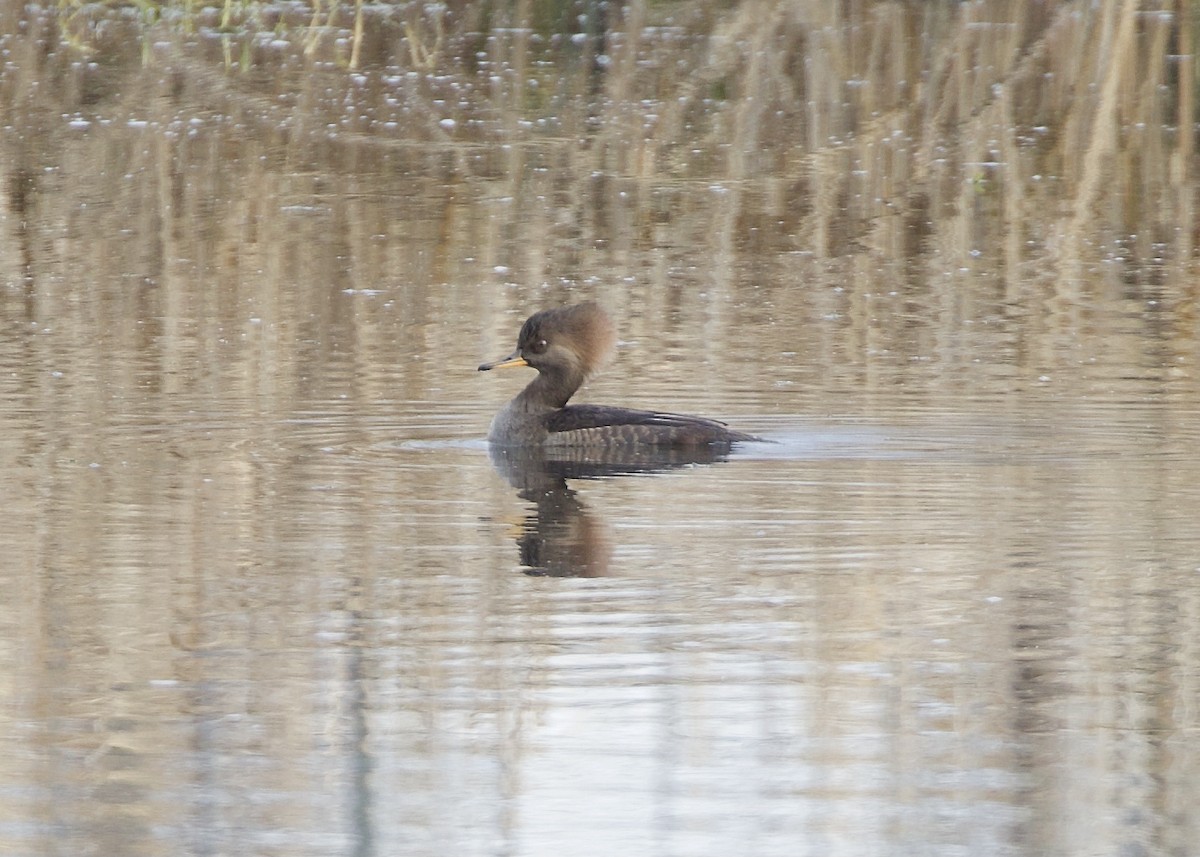 Kappensäger - ML646950256