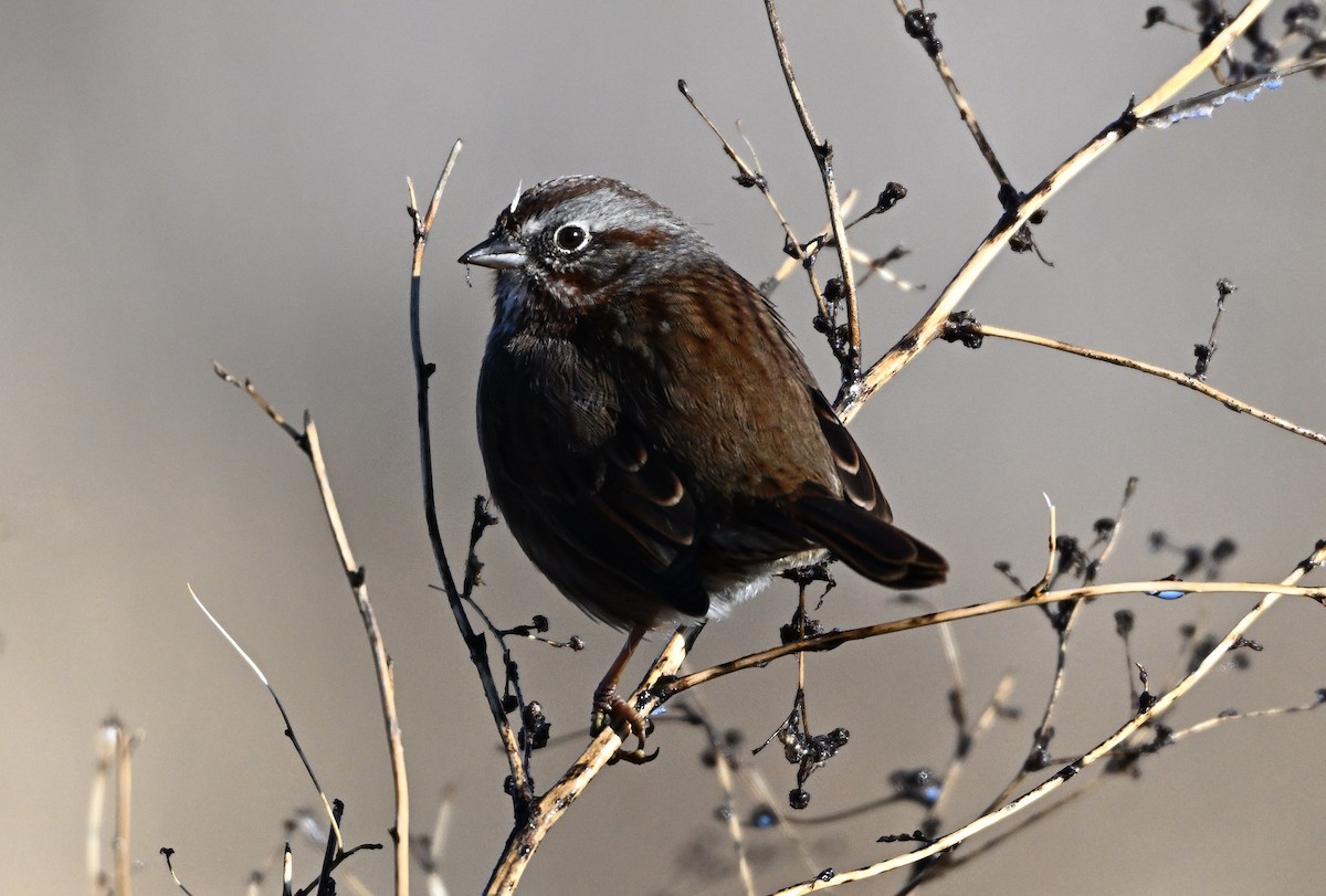 Singammer - ML646950257