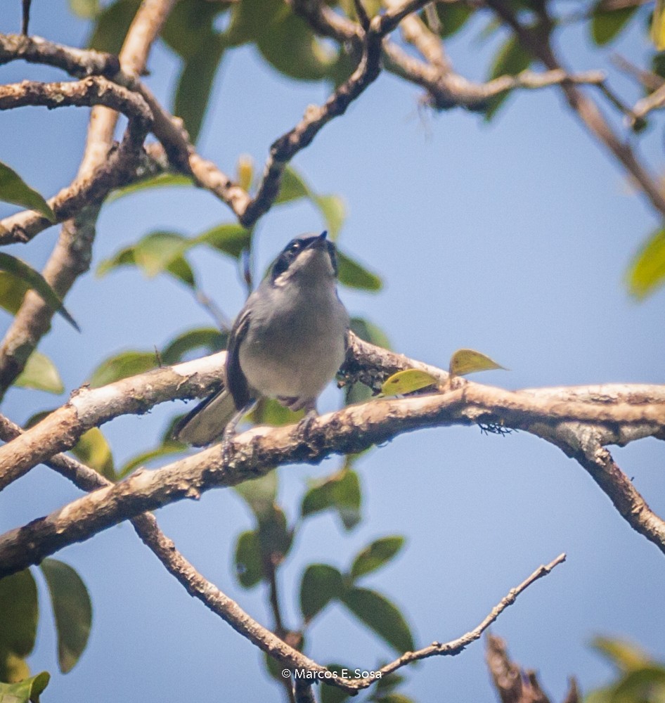 leskot škraboškový - ML646950258