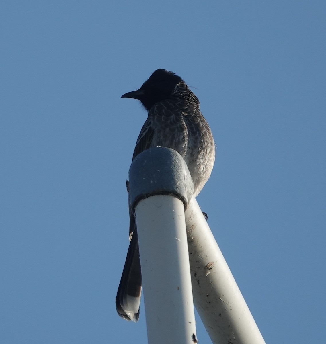 Rotsteißbülbül - ML646950259